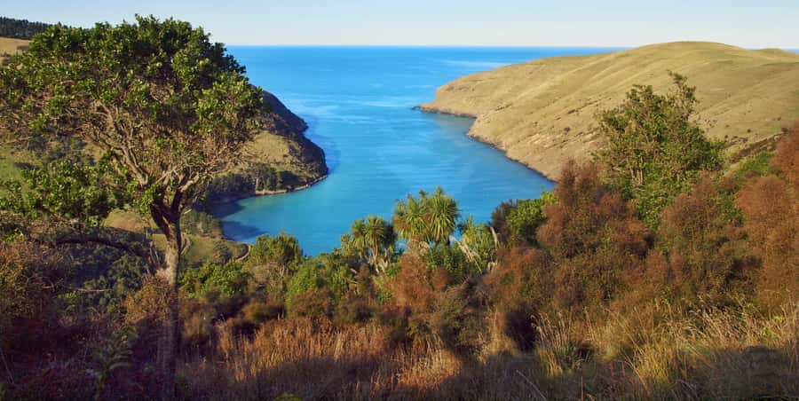 Akaroa: Pohatu Penguins Scenic Nature 2-Hour or 4-Hour Tour - Is the $56 Price Good Value?