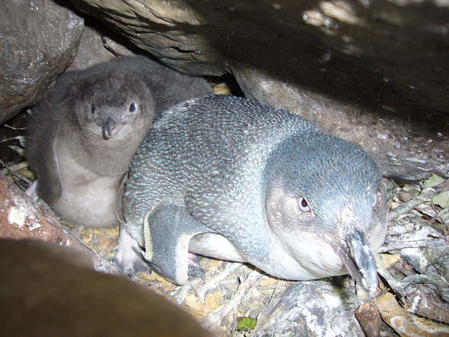 Akaroa: Pohatu Penguins Scenic Nature 2-Hour or 4-Hour Tour - Who Will Enjoy This Tour Most