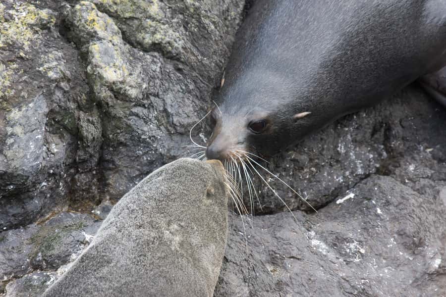 Akaroa: Pohatu Penguins Scenic Nature 2-Hour or 4-Hour Tour - Booking Details Worth Knowing