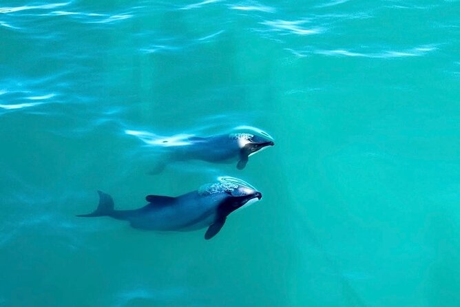 Akaroa Private Day Tour from Christchurch - Timing, Pickup, and Comfort