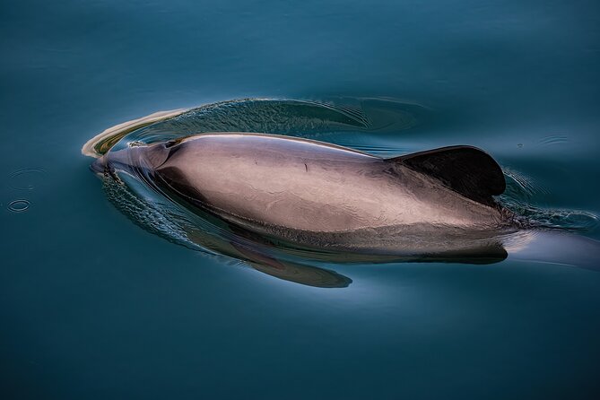 Akaroa Private Day Tour From Christchurch (Carbon Neutral) - Lyttelton Harbour and the volcanic setting