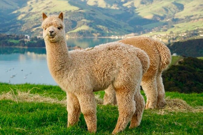 Akaroa Private Group Day Trip from Christchurch - What the private format really adds