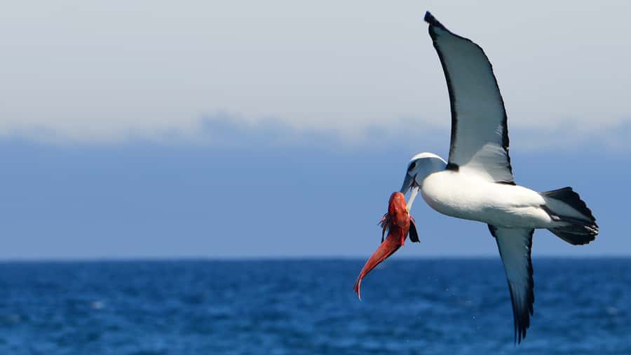 Akaroa: Scenic Coastline Wildlife Cruise - Reading Akaroa Harbour Through Its Volcanic Coastline