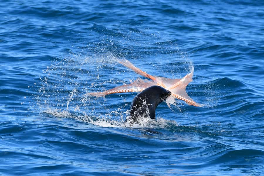 Akaroa: Scenic Coastline Wildlife Cruise - Dolphins, Penguins, and Seabirds