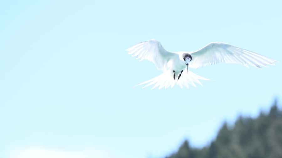 Akaroa: Scenic Coastline Wildlife Cruise - What the 150 Minutes Feel Like