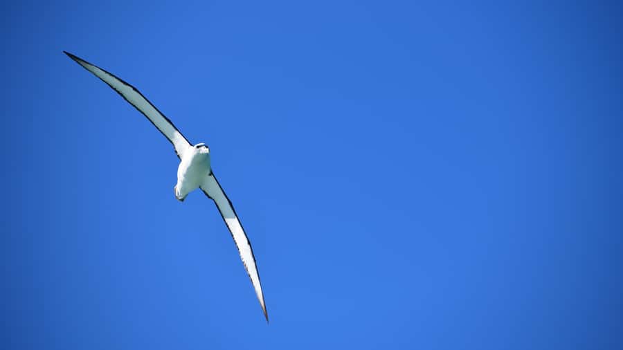 Akaroa: Scenic Coastline Wildlife Cruise - Is $65 Good Value?