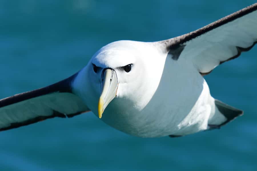 Akaroa: Scenic Coastline Wildlife Cruise - Wairiri and the Small-Group Difference