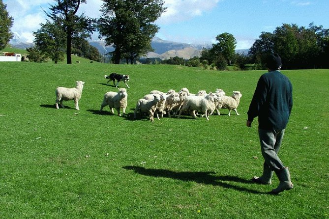 Akaroa Shore Excursion: Akaroa Harbour and Sheep Farm Local Tour - Key points at a glance