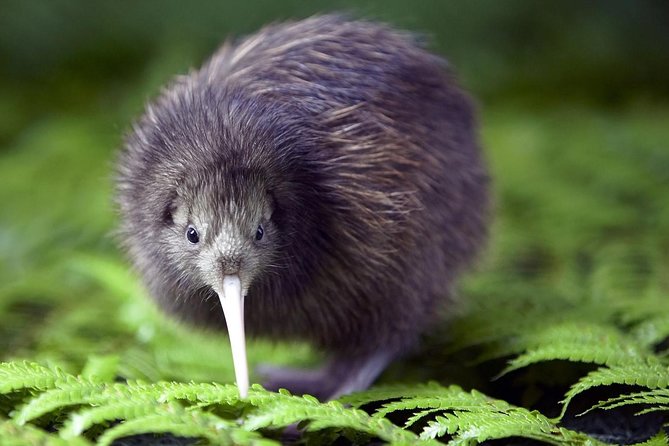 Akaroa Shore Excursion: Banks Peninsula, Christchurch City Tour and Willowbank Wildlife Reserve - Willowbank Wildlife Reserve: the best use of your time