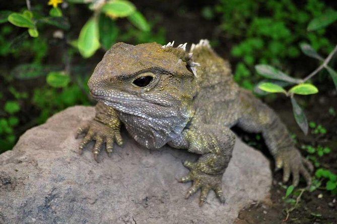 Akaroa Shore Excursion: Banks Peninsula, Christchurch City Tour and Willowbank Wildlife Reserve - Who should book this tour?