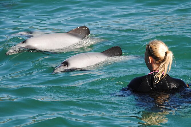 Akaroa Swim with Dolphins Tour from Christchurch - Five things to know before you book