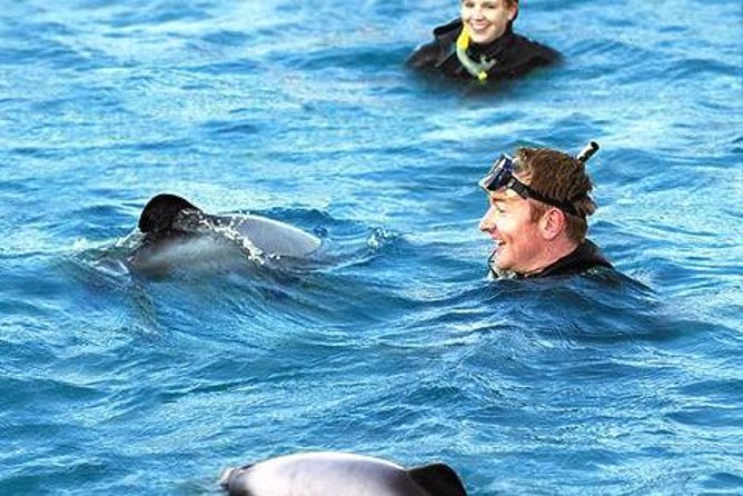 Akaroa Swim with Dolphins Tour from Christchurch - Why this Akaroa day trip is worth considering