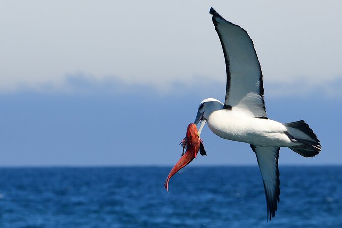 Akaroa Wildlife Cruise - Seals, penguins, and coastal birds