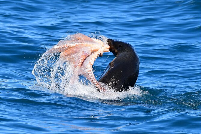 Akaroa Wildlife Cruise - Cliffs, caves, and volcanic shores