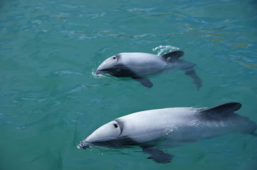 Akaroa: Wildlife Cruise with Dolphins and Penguins - Key points to know before you go