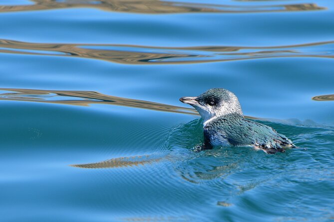Akaroa Wildlife Cruise - Boarding at 1:00 pm on Beach Road