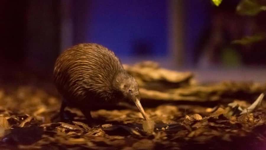 AKL: WAITOMO Glowworm, KIWI Bird, LUNCH & Hamilton Gardens - A quick Taupiri stop and the Moa statue