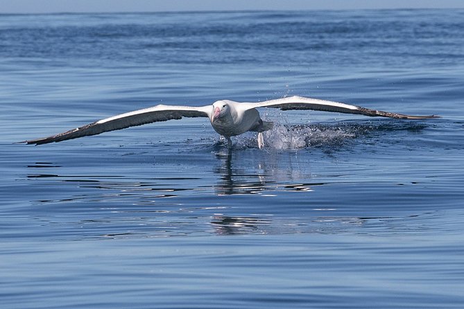 Albatross, seals, and sea birds-Wildlife Cruise - Why this Port Chalmers cruise is different