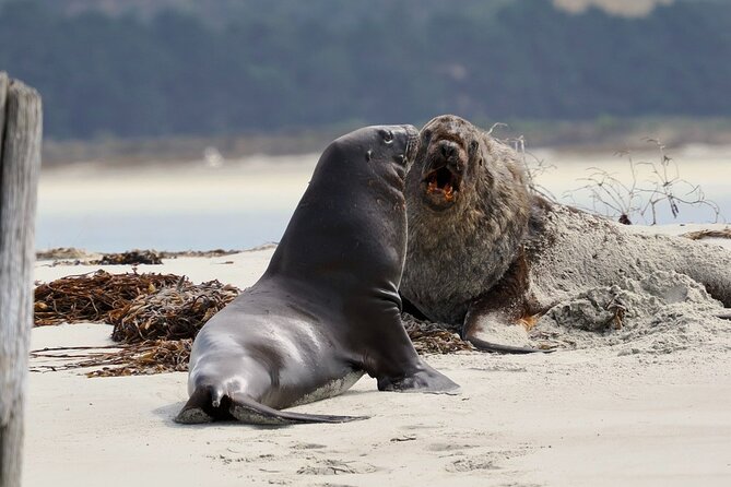Albatross, seals, and sea birds-Wildlife Cruise - Searching for seals, sea lions, and blue penguins