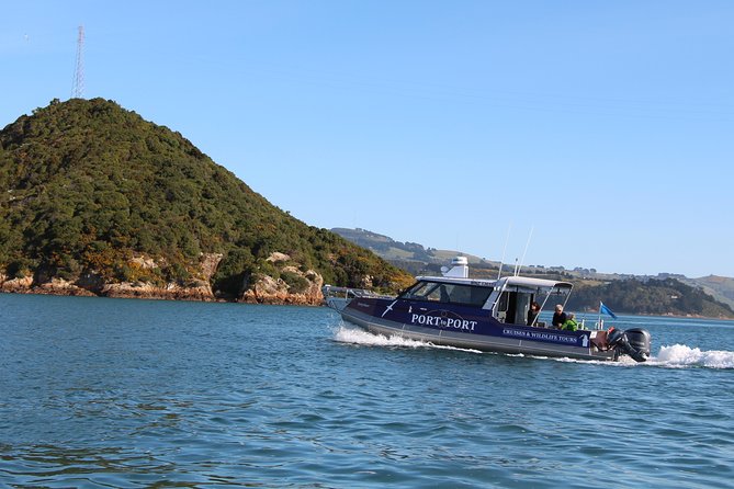 Albatross, seals, and sea birds-Wildlife Cruise - Taiaroa Head and the royal albatross search