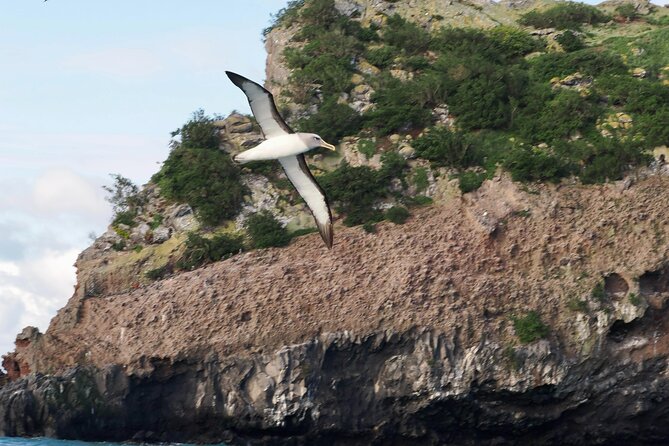 Albatross, seals, and sea birds-Wildlife Cruise - The boat, weather, and what to wear