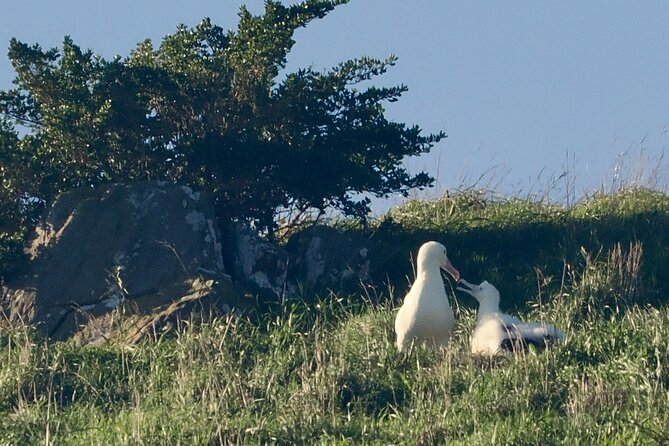 Albatross, seals, and sea birds-Wildlife Cruise - Is $105.50 a fair price?