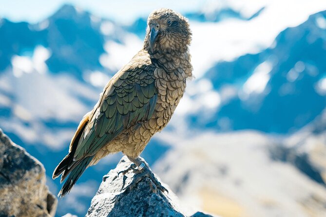 Aoraki Adventure Private Tour from Timaru Cruise Port - Why the Timaru to Mount Cook drive matters
