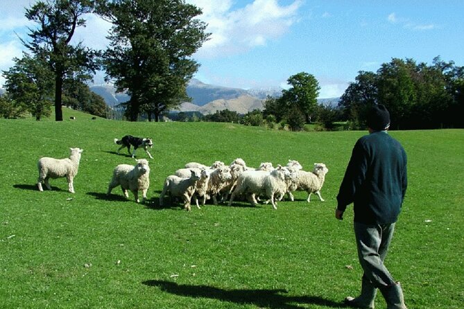 Arthur's Pass and TranzAlpine Train Day Tour from Christchurch - The road back through the Southern Alps