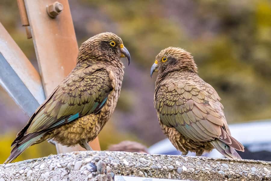 Arthur’s Pass Tour From Christchurch via CHC-GRZ TranzAlpine - What lunch and the small group add