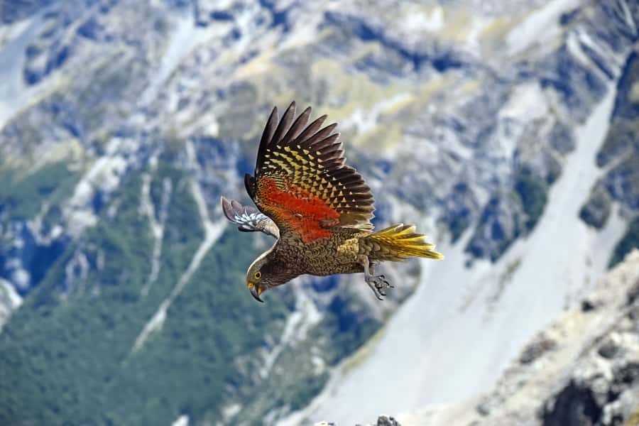 Arthur's Pass: TranzAlpine Train and Castle Hill Day Tour - The day in six useful points
