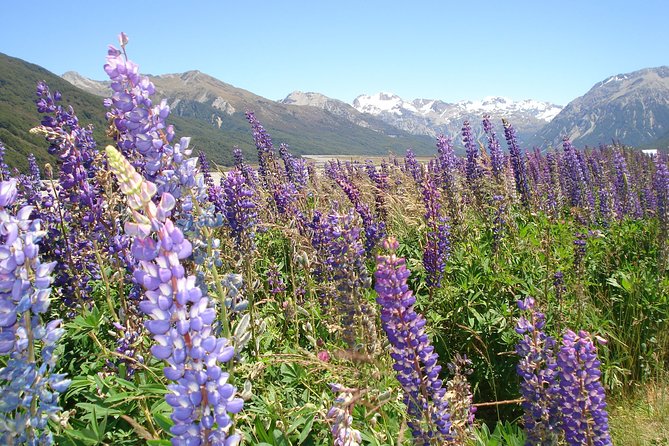 Arthurs Pass and Southern Alps Day Excursion from Port Lyttelton or Christchurch - Christchurch Cathedral and the city’s Gothic core