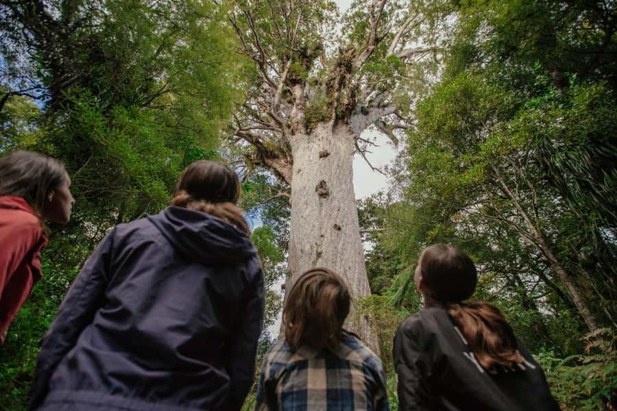 Auckland: 2-Day Bay of Islands Small Group Tour with Cruise - The Kauri Museum: a useful introduction to giant trees