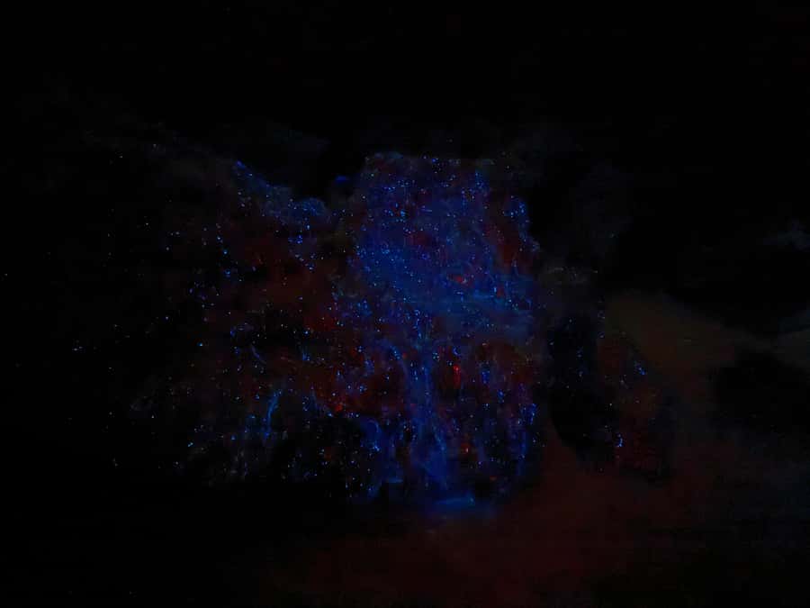 Auckland: Bioluminescence Kayak Tour with Guide - What makes Auckland’s night glow special