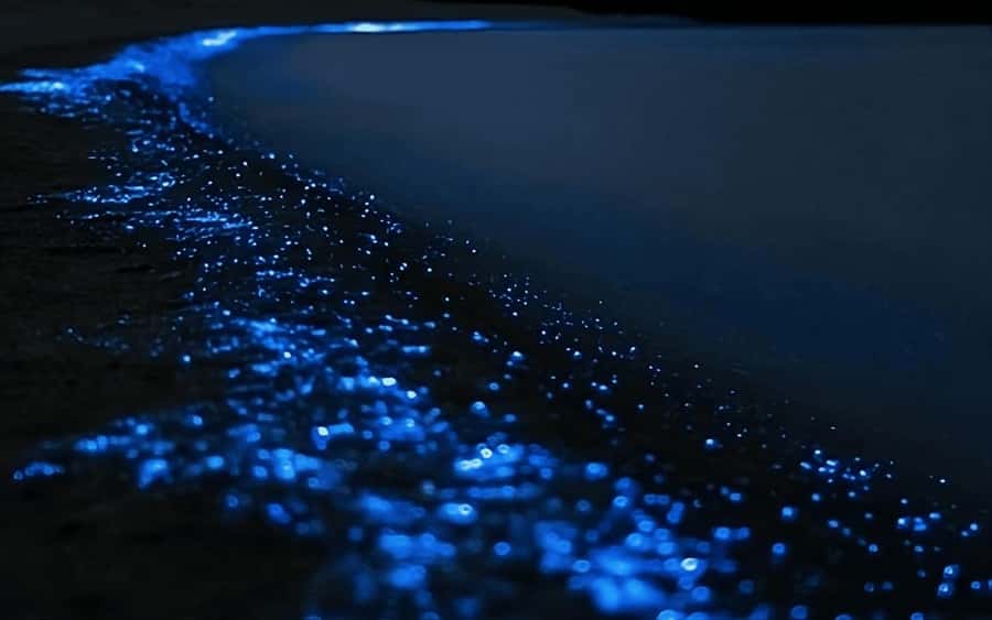 Auckland: Bioluminescence Kayak Tour with Guide - Getting ready for a two-hour paddle