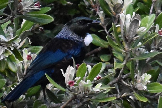 Auckland Bush, Beach and Bites Trail - Takapuna Beach and time to slow down