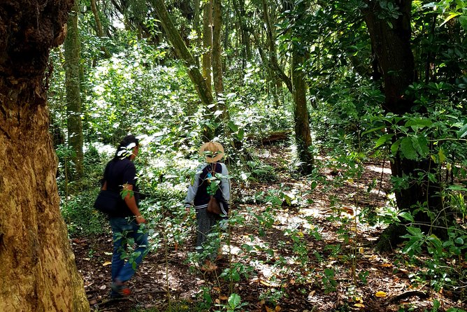 Auckland Bush, Beach and Bites Trail - What the $271 price really buys