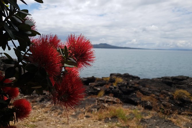 Auckland Bush, Beach and Bites Trail - Listening for Tui in the forest