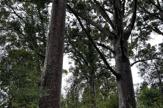 Auckland City and West Coast Black Sand Beach Full Day Tour - The Mercer Bay Loop adds the day’s main walk