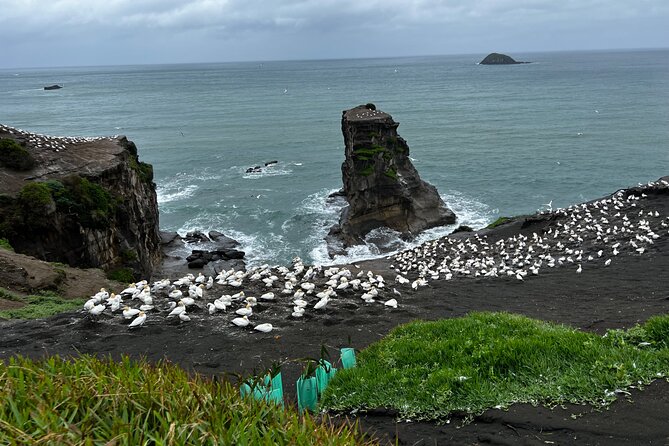 Auckland City and West Coast Black Sand Beach Full Day Tour - Mount Eden gives you the city’s broadest opening view