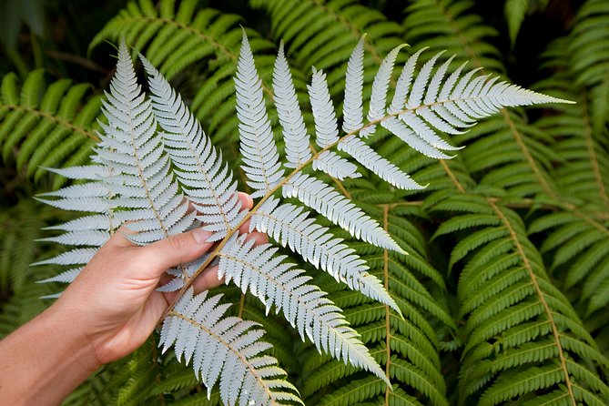 Auckland City and West Coast Full Day Tour - Volcanic lakes and North Shore views