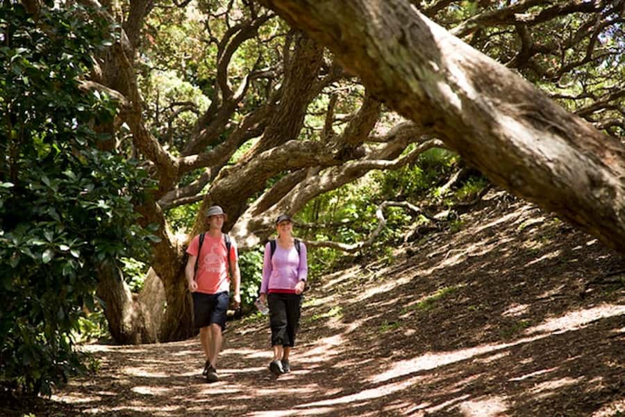 Auckland City and West Coast Luxury Tour - Key Points at a Glance