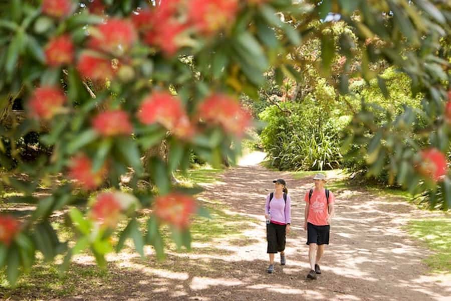 Auckland City and West Coast Luxury Tour - Parnell and Tamaki Drive’s Waterfront Views