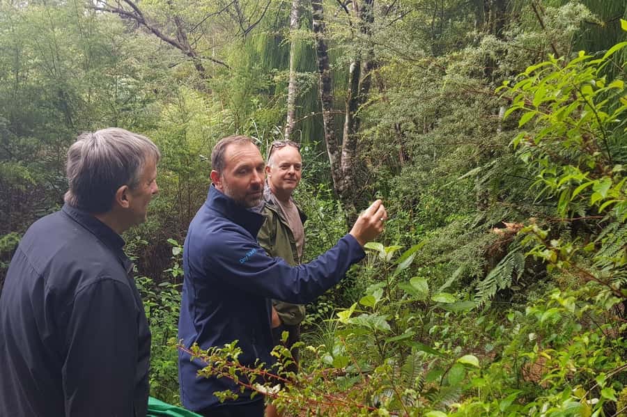 Auckland City, Beaches & Rainforest Premium Small Group Tour - Walking the Waitakere rainforest