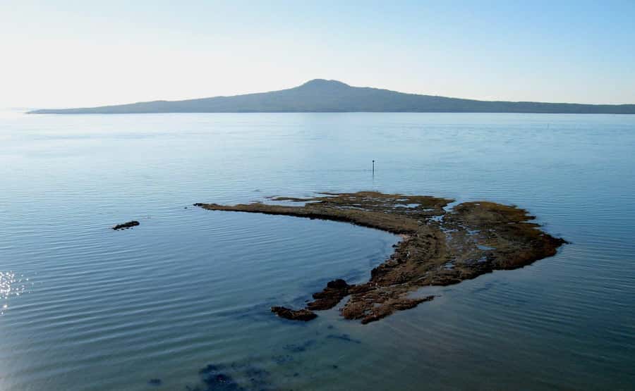 Auckland: City Highlights and Native Forest Experience - Key points to know before booking