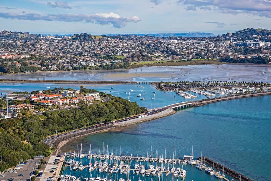 Auckland: City Highlights and Native Forest Experience - Walking among tree ferns and kauri trees
