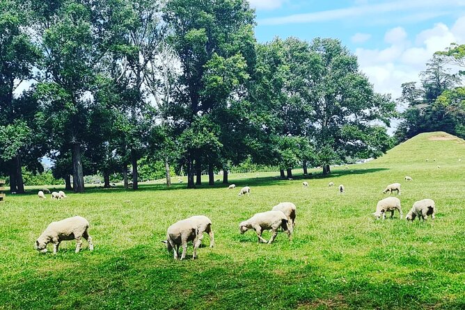 Auckland City Highlights Full Day Tour - Why this six-and-a-half-hour Auckland tour works