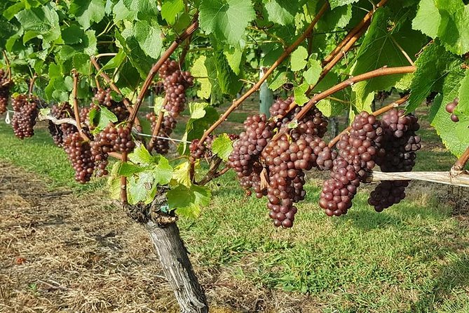 Auckland City Tour & Kumeu Wine Country Includes Wine Tastings & Lunch - Muriwai Beach adds a wild west-coast finish