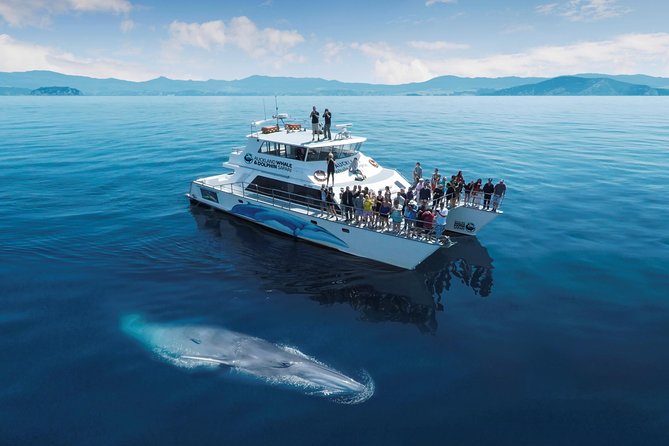 Auckland Dolphin and Whale Watching Eco-Safari Cruise - Leaving Auckland from Viaduct Harbour