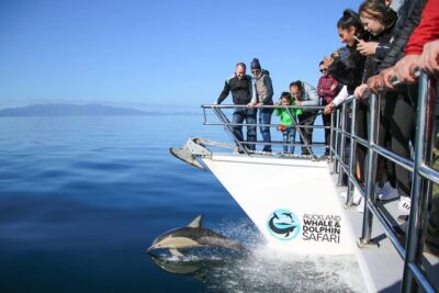 Auckland Dolphin and Whale Watching Eco-Safari Cruise