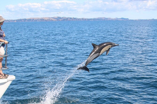Auckland Dolphin and Whale Watching Eco-Safari Cruise - Blue penguins, seals, sharks, and seabirds